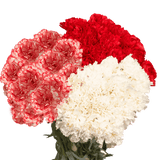 Christmas Carnations – Fresh Flower Bouquets