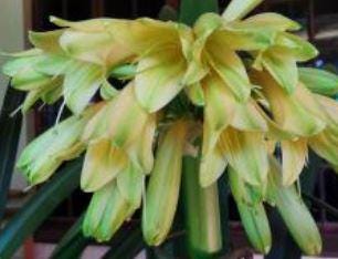 Clivia Interspecific Yellow Plant