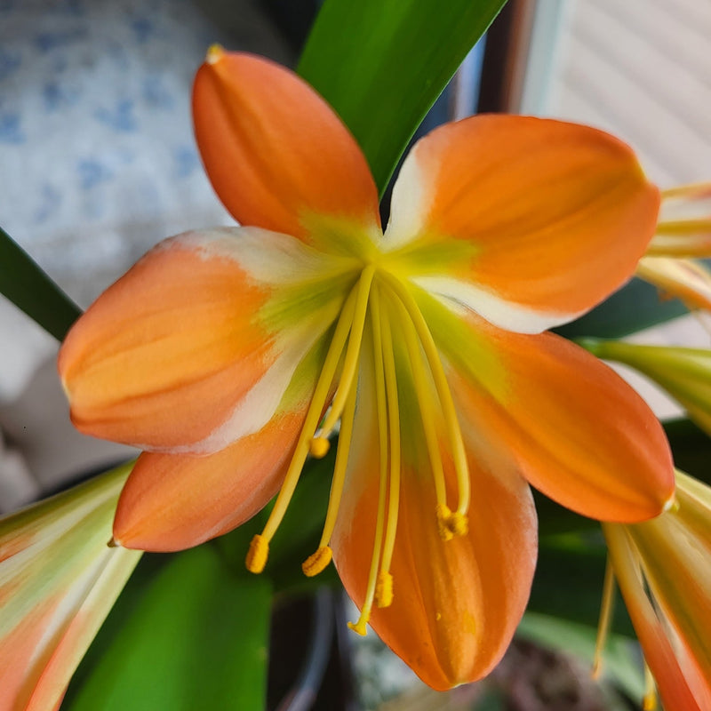 Clivia Green Throat Blooming Plant with Seed Pods