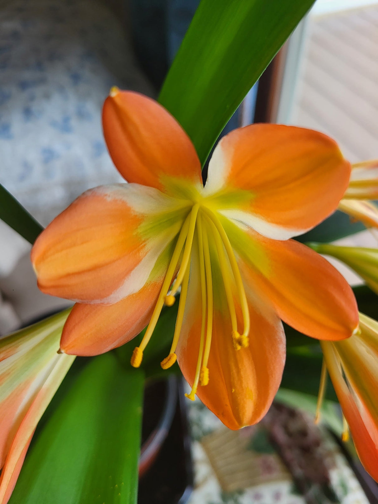 Clivia Green Throat Blooming Plant with Seed Pods