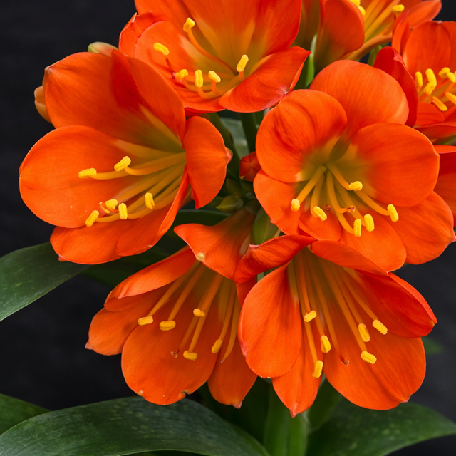Clivia Seedling Compact Red/Dark Orange with Green Throat