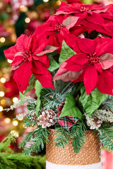 24" Potted Poinsettia Classic Red Christmas Floral Décor
