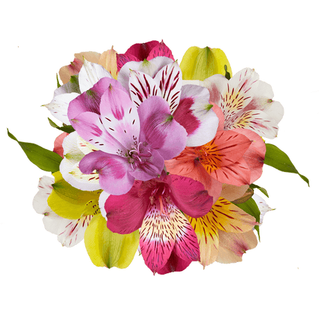 Alstroemeria Mix & Match Stems – Fresh Cut Flower Bouquets