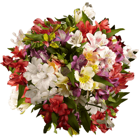 Alstroemeria Mix & Match Stems – Fresh Cut Flower Bouquets