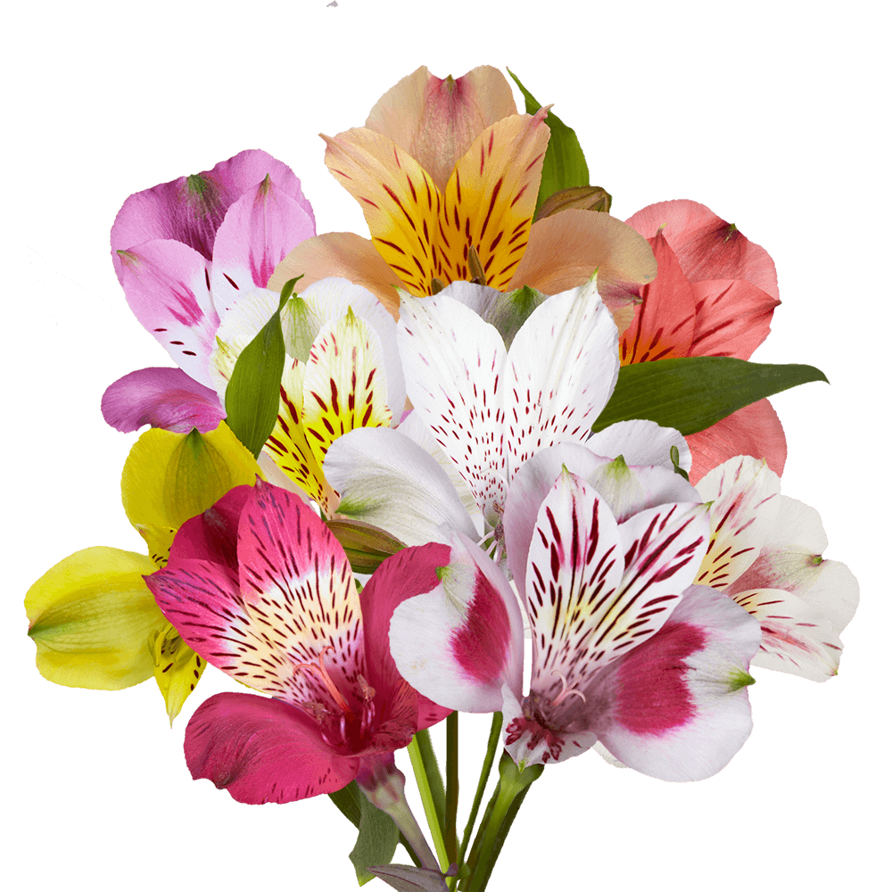 Alstroemeria Mix & Match Stems – Fresh Cut Flower Bouquets