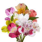 Alstroemeria Mix & Match Stems – Fresh Cut Flower Bouquets