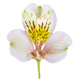 Creme Alstroemeria Stems Flower Bouquets