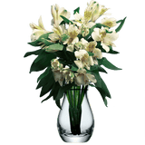 Creme Alstroemeria Stems Flower Bouquets