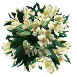 Creme Alstroemeria Stems Flower Bouquets