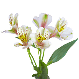 Creme Alstroemeria Stems Flower Bouquets