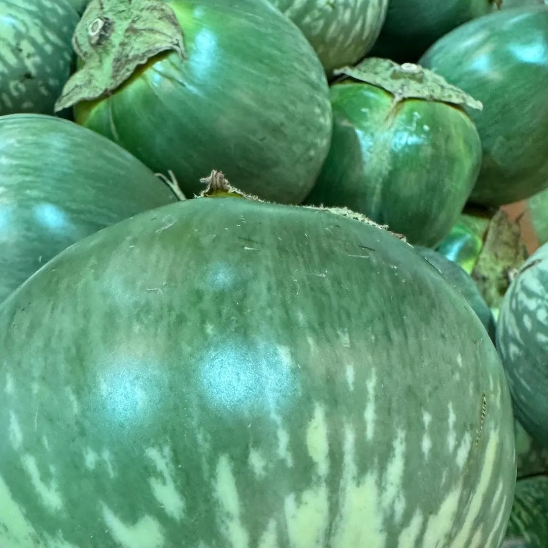 Giant Thai Eggplant Seeds 20 Seeds Green Round Thai Eggplant Organic Variety