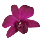 Dark Purple Dendrobium Orchids Bunches – Fresh Cut Flowers