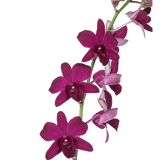Dark Purple Dendrobium Orchids Bunches – Fresh Cut Flowers