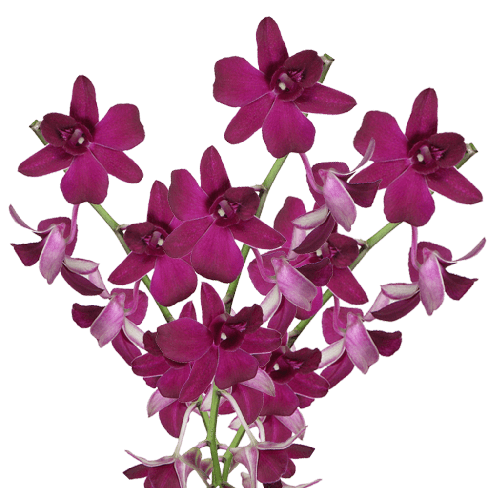 Dark Purple Dendrobium Orchids Bunches – Fresh Cut Flowers