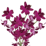 Dark Purple Dendrobium Orchids Bunches – Fresh Cut Flowers