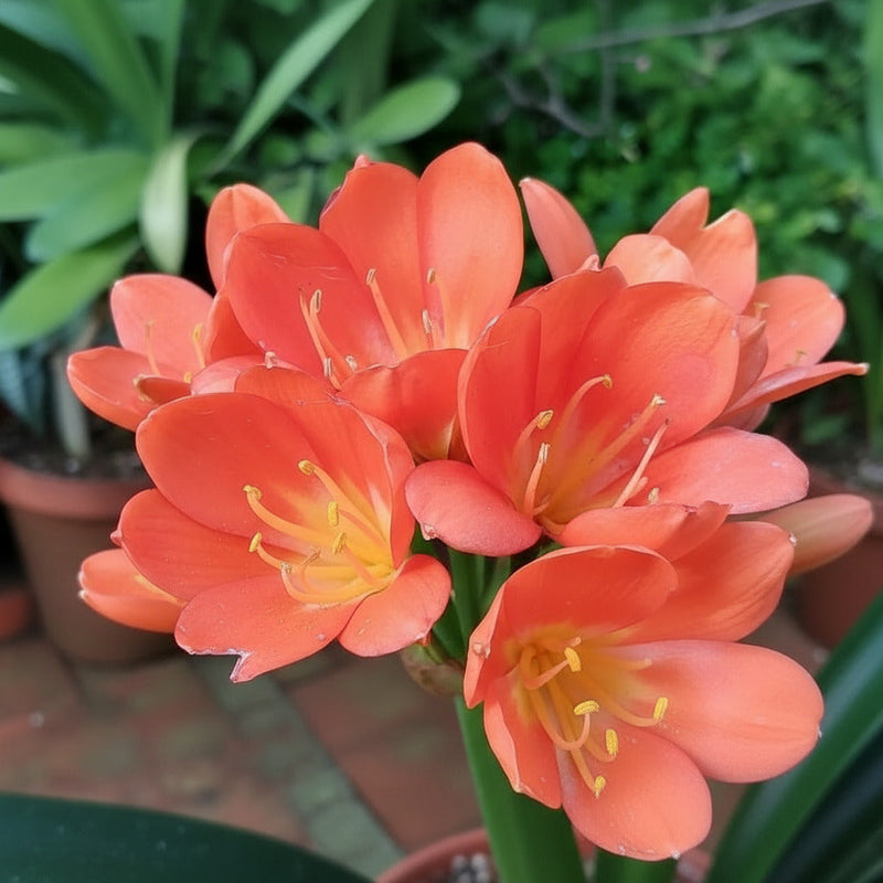 Clivia Bush Lily Young Japanese Daruma Compact Plant Orange