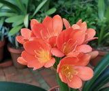 Clivia Bush Lily Young Japanese Daruma Compact Plant Orange