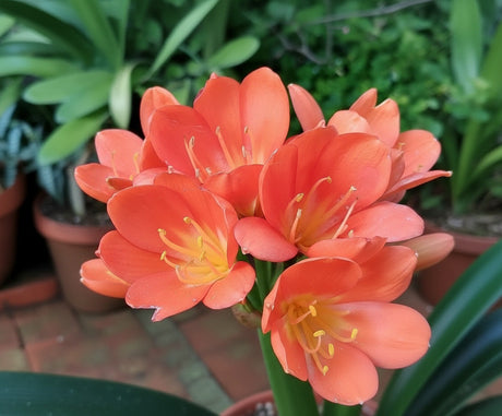 Clivia Bush Lily Young Japanese Daruma Compact Plant Orange