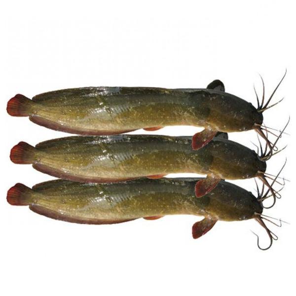 Magur Fish (Cat Fish)