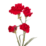 Red Spray Carnations – Fresh Flower Bouquets