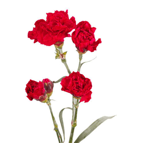 Red Spray Carnations – Fresh Flower Bouquets