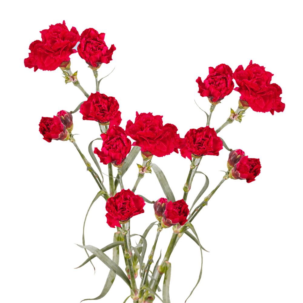 Red Spray Carnations – Fresh Flower Bouquets
