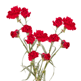 Red Spray Carnations – Fresh Flower Bouquets