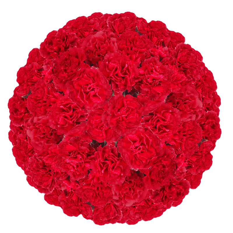 Red Spray Carnations – Fresh Flower Bouquets