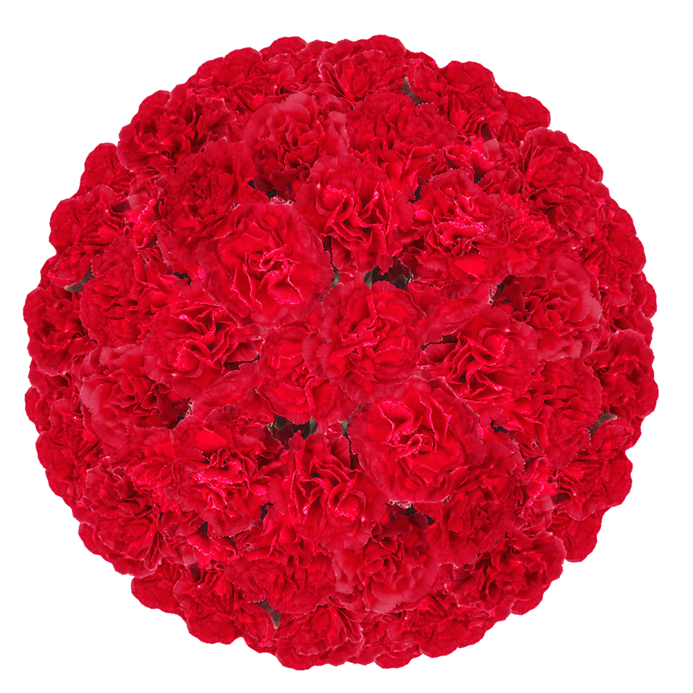 Red Spray Carnations – Fresh Flower Bouquets