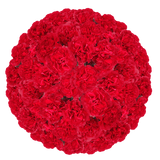 Red Spray Carnations – Fresh Flower Bouquets
