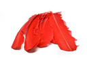 Feather Applique Red 11.50 x 2.50
