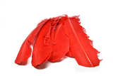 Feather Applique Red 11.50 x 2.50