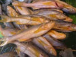 Taposhi 500gm