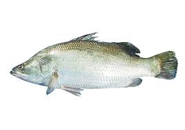 Koral 500gm