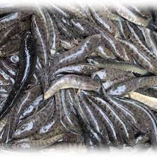 Taki Small 250Gm