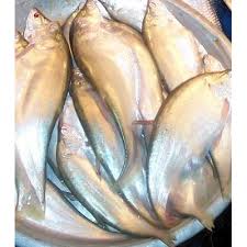 FOLY FISH 500GM