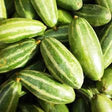 Potol (Palva)