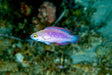 Kajoli Fish 250GM