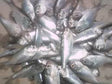 Chapila 250GM