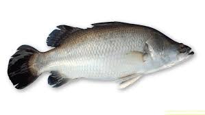Koral 3 Kg