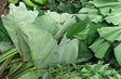 Taro Leaf (Kachu Pata)