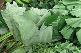 Taro Leaf (Kachu Pata)