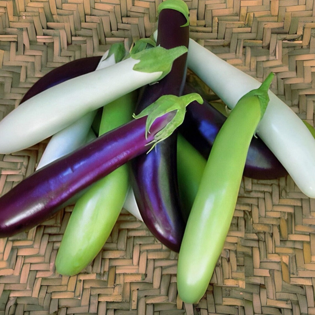 Fingerling Mix Eggplant Heirloom Seeds Good for Containers Patio and Balcony Organic Non GMO