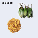 Ablong Eggplant Seeds Thai Eggplant Rugby Variety High Yield Garden Seeds