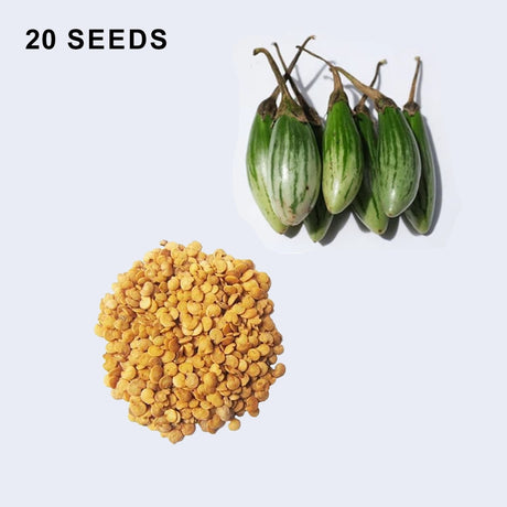 Ablong Eggplant Seeds Thai Eggplant Rugby Variety High Yield Garden Seeds