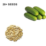 National Pickling Cucumber Seeds Organic and Non GMO Grow Your Own Cucumbers at Home
