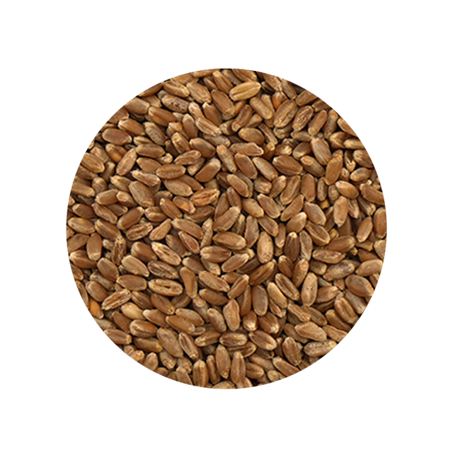 Red Wheatberry Kernels 1 Pound