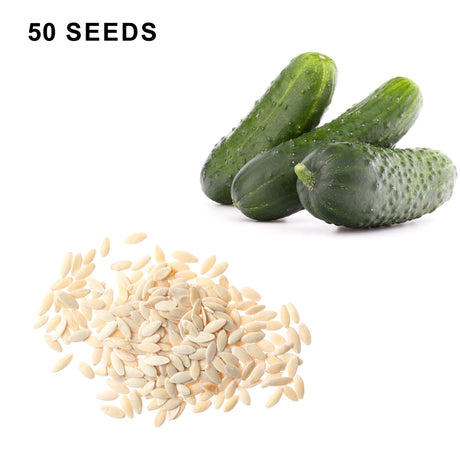 Pioneer F1 Hybrid Cucumber Seeds Heirloom Pickling Cucumber High Yield Cucumis Sativus Open Pollinated Non GMO