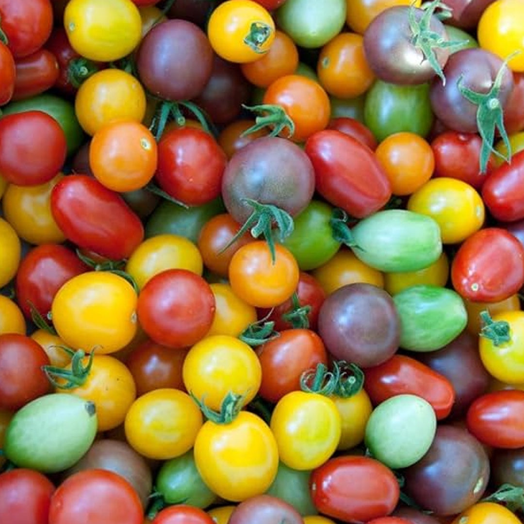 Rainbow Mix Cherry Tomato Seeds Red Orange Yellow Black Solanum Lycopersicum