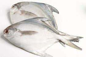 Silver Pomfret Medium